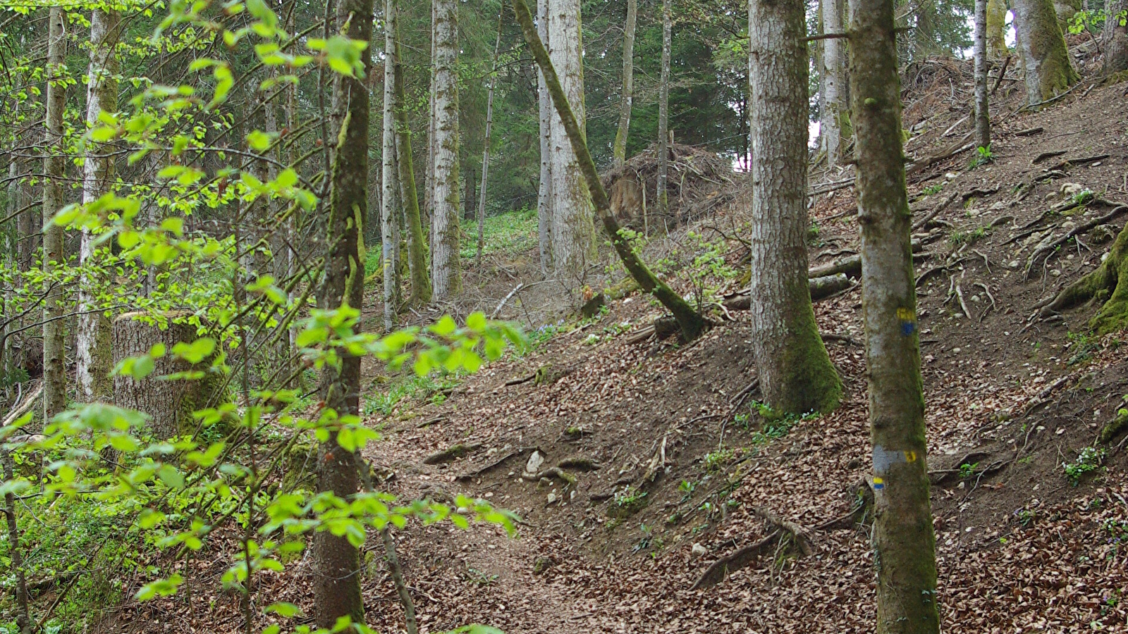 Pierre qui tourne - n° 11