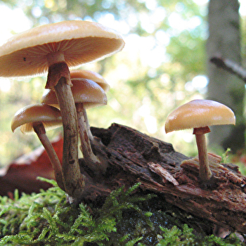 Circuit du Mont Remin - VEUXHAULLES-SUR-AUBE