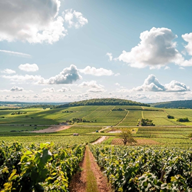 Cave coopérative d'Azé