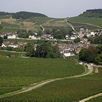 Formules dégustations de la Maison Tramier - MERCUREY