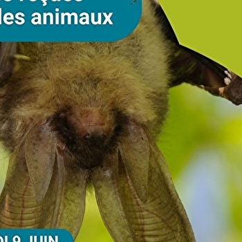Club nature adulte 'déconstruire nos idées reçues sur les animaux' - POUILLY-SUR-LOIRE