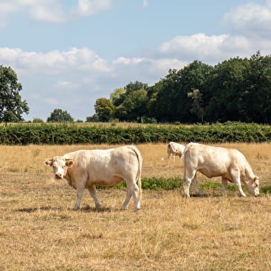 Montagne et bois de La Salle