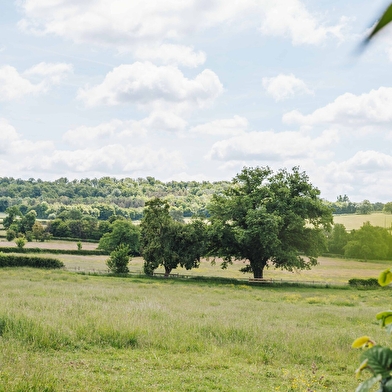 Tonneau en bois insolite