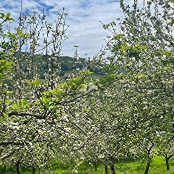 Les toiles du verger - SCEY-MAISIERES