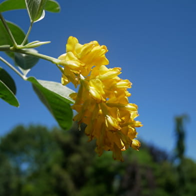 Arboretum Les Feuilles Fleuries