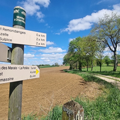 Circuit VTT-VTC n°25 (rouge) Comté de Montrevel - Domaine du Sougey