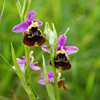 Balade 'du calcaire à orchidées' - BUCEY-LES-GY