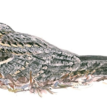 A la découverte de l'Engoulevent d'Europe - LA ROCHE-VINEUSE