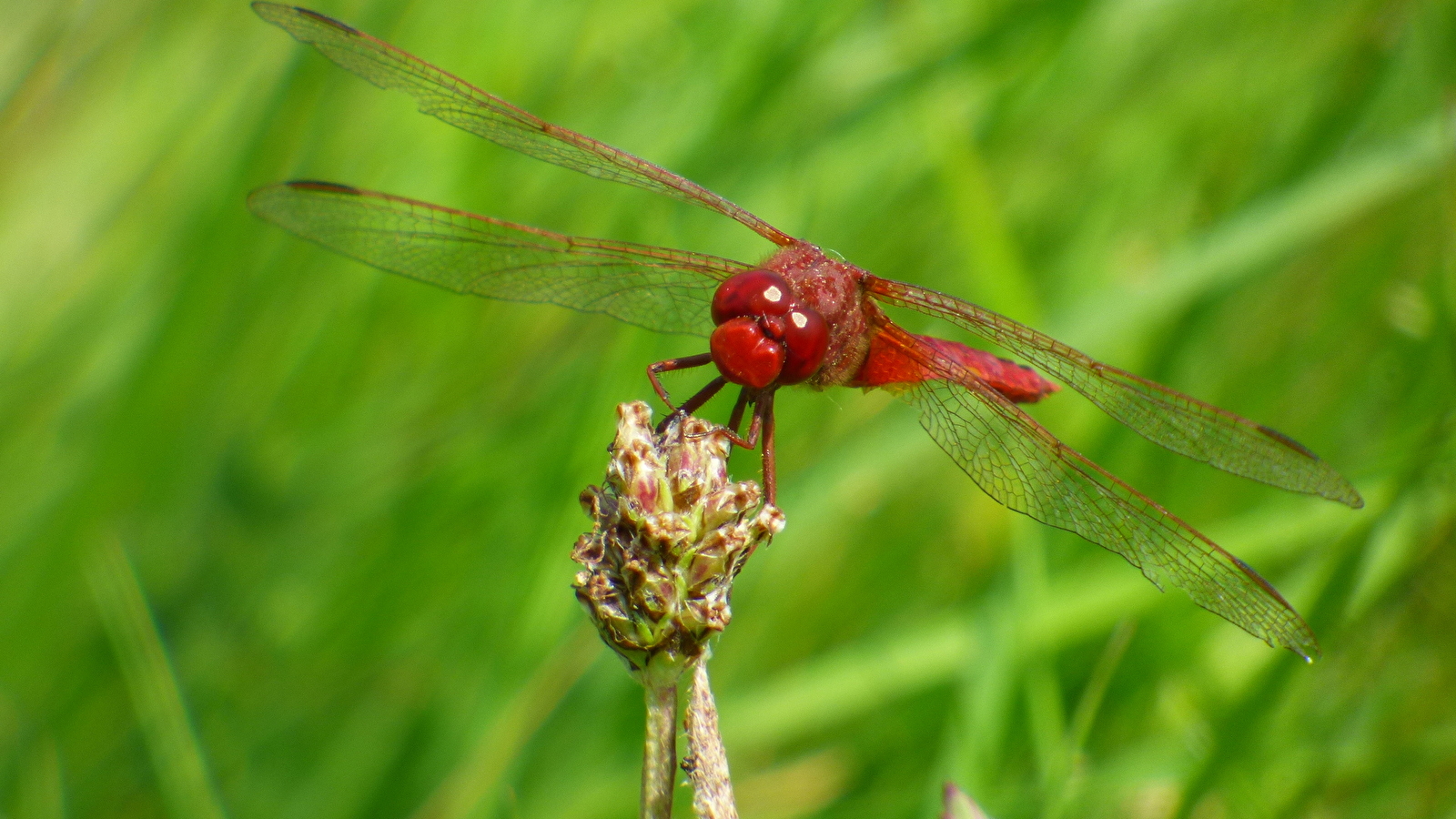 'Les petits Dragons des zones humides'