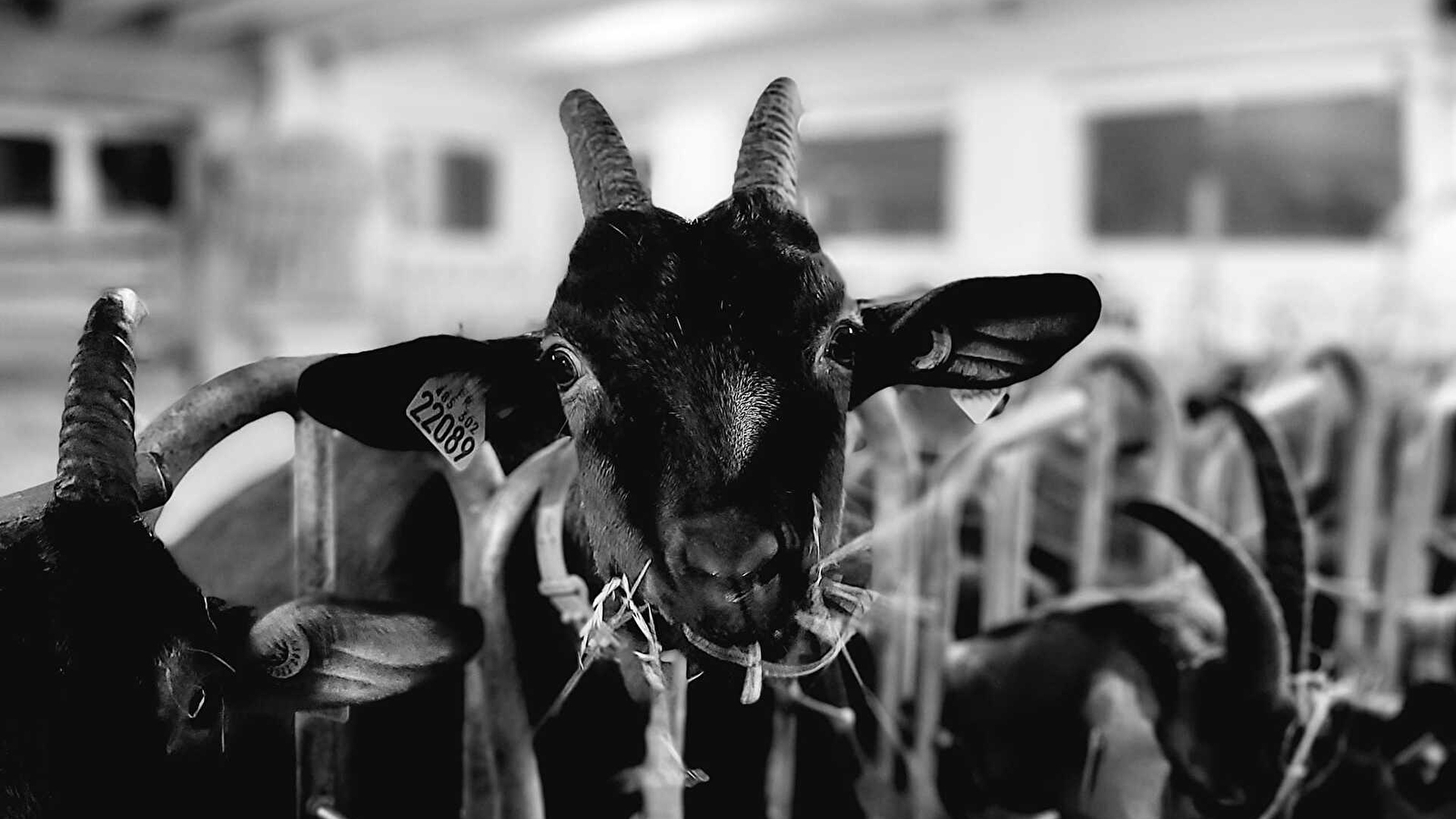 Chèvrerie l'Amourette