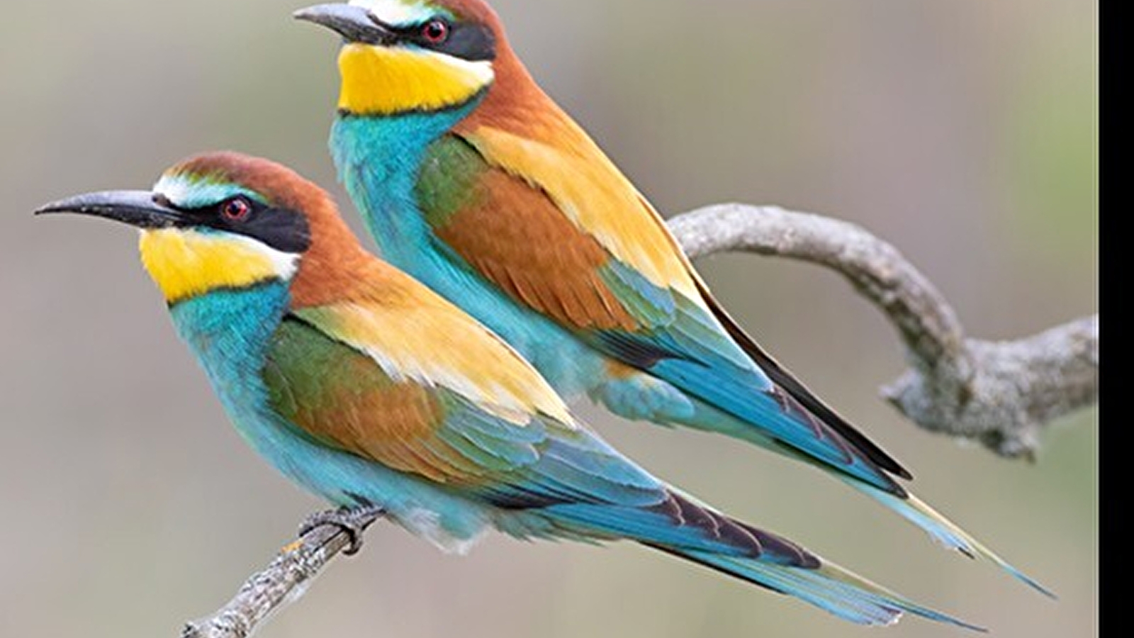 Les 'nouvelles espèces' des bords de Saône 