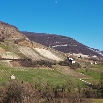Sentier 'entre ruines et vignes' : de Montagnieu à Briord