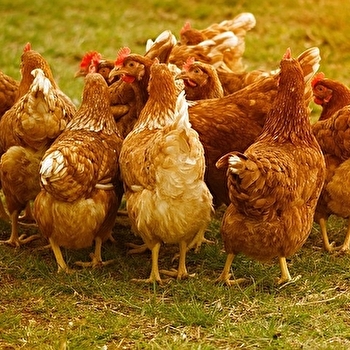 Ferme-auberge La Ludore - ABONCOURT-GESINCOURT