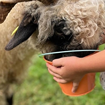 Micro ferme de Mishka - GLANON