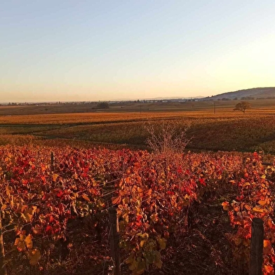Rié PANNEQUIN-SUZUKI - Côtes & Vignes