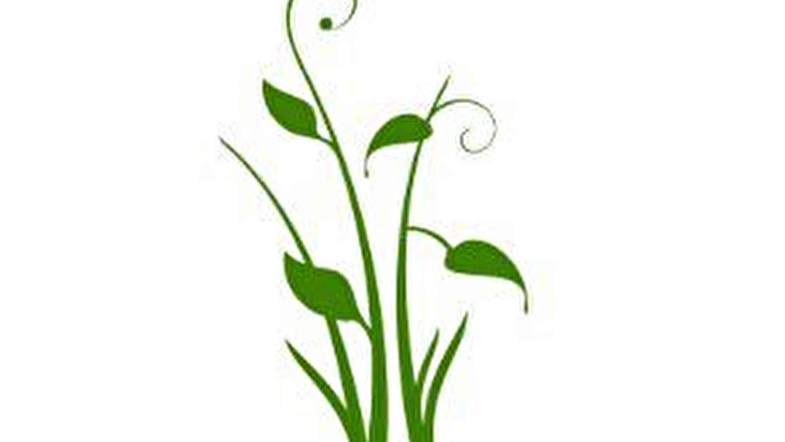 Balade à la découverte des plantes comestibles