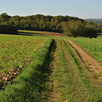 Le pavillon des vignes - LA CELLE-SUR-NIEVRE