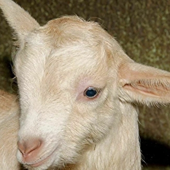 Chèvrerie de Cheugny - VARENNES-VAUZELLES