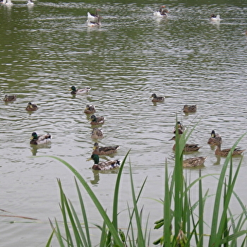 Etang de Foucherans - FOUCHERANS