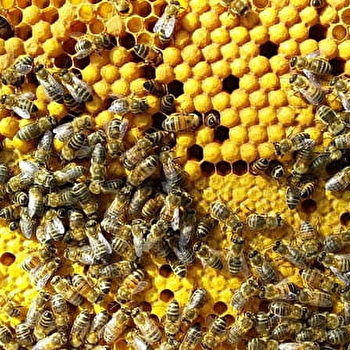 Le Rucher des Buis - SAINT-GENGOUX-LE-NATIONAL