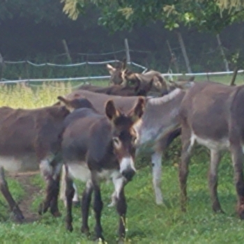 La Ferme de Rosny - CHAUMONT