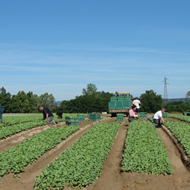 Circuit randonnée : La Ripalonga