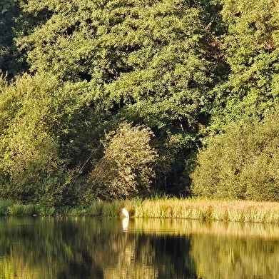 Etang du Merle