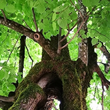 Parcours VTTAE 21 bleu - La Michaille / Vouvray - Espace FFC Ain Forestière - VALSERHONE