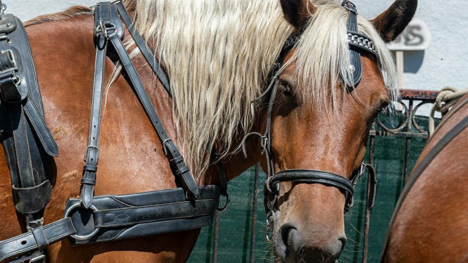 La calèche des Chauvins