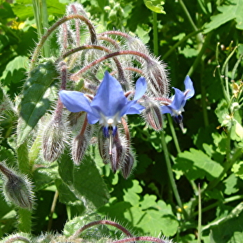 Dominique VERRIER-COMPAIN - SAINT-GERMAIN-DE-MODEON