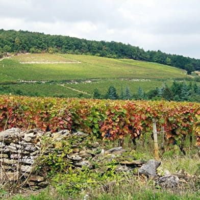 clos de Bourgogne, Master class découverte' Oenologie et dégustation' des vins de Bourgogne