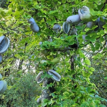 La Forêt Gourmande - DICONNE