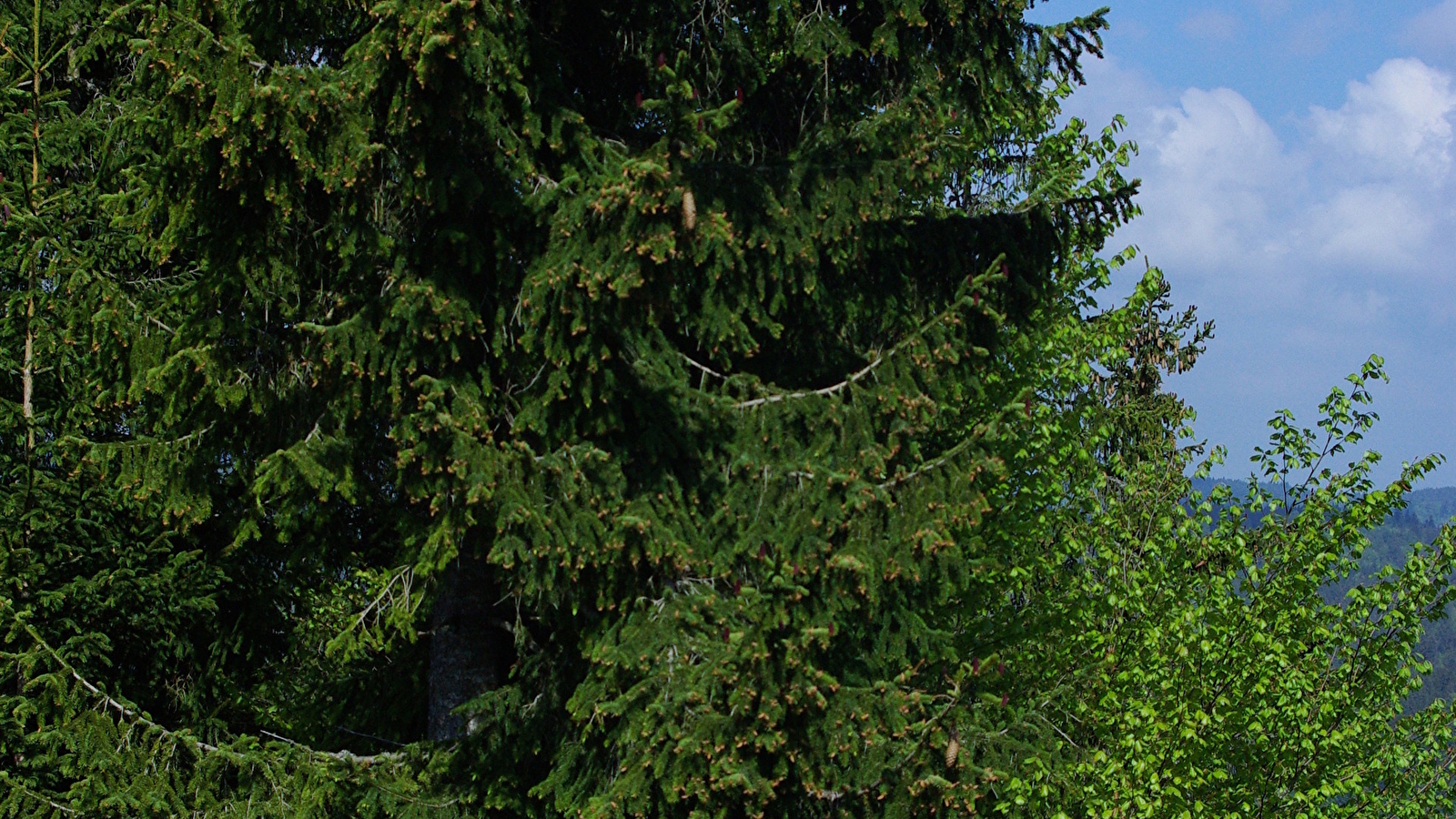 La Pierre qui tourne