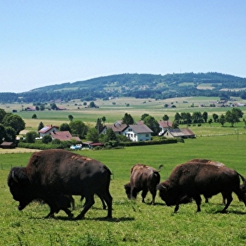 Les Bisons du Sachuron - DAMPRICHARD