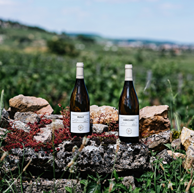 Domaine Chanson - Dégustation spéciale Vente des vins 2025 