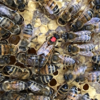 Ferme Apicole Maïa - POIL