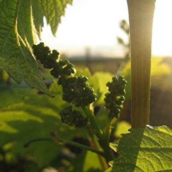 Bourgogne Raisin d'Or - Yuko Choquet - MERCEUIL