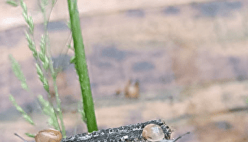 La maison du Mont Jean - GIROMAGNY