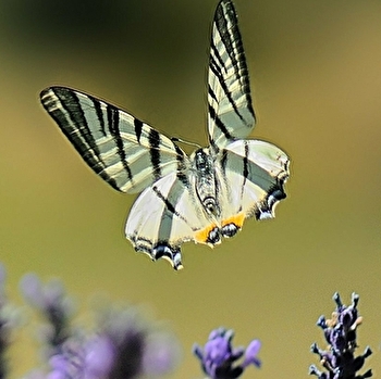 AGORA Photo - POUILLY-SUR-LOIRE