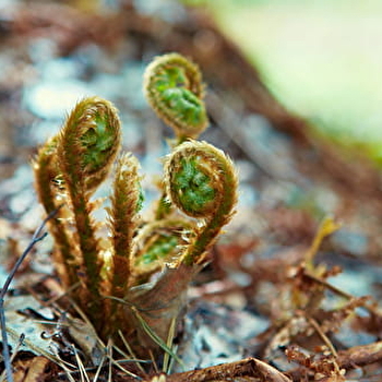 Sortie « spéciale » photographie nature  - SAINT-EMILAND