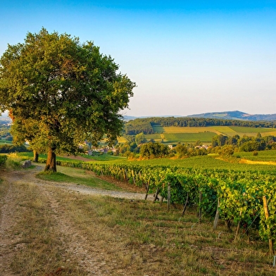 Cave coopérative d'Azé