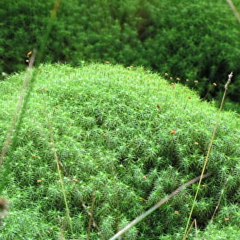 Forêt de Prémery - PREMERY