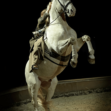 Spectacle Équestre de Noël