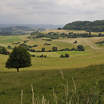 Pâturages et Forêts - ACCOLANS