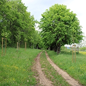 Aire de pique-nique de Couchey 2 - COUCHEY