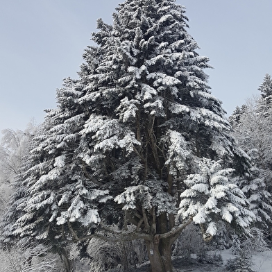 Liaz d'Amont depuis La Praille - Circuit raquettes