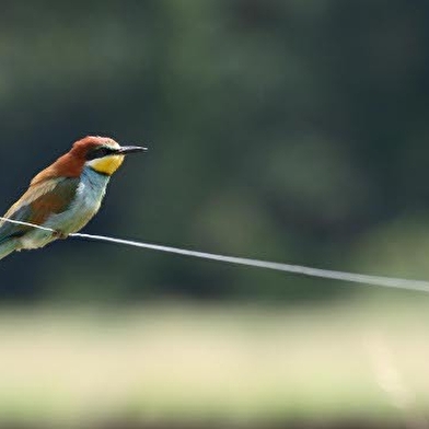 Canoë en Terre d'Allier