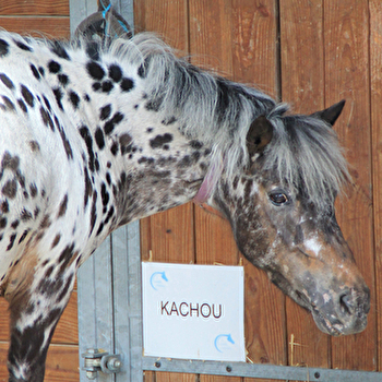 Le Cavaletti Nivernais - SAINT-ELOI
