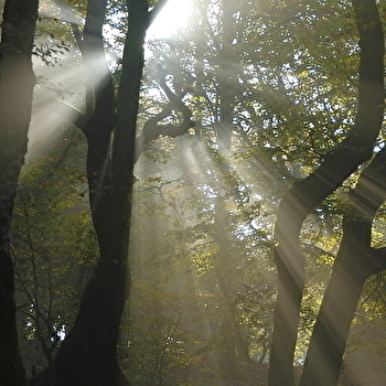 Jour de forêt à Bibracte - SAINT-LEGER-SOUS-BEUVRAY