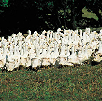 Pascal Laprée - MONT-SAINT-JEAN